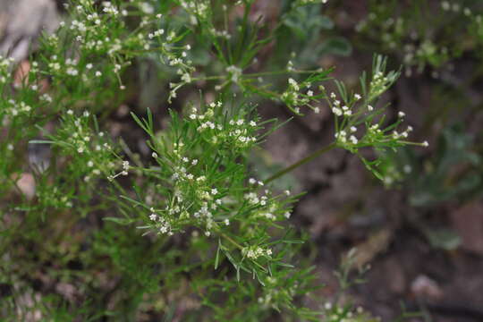 Image of marsh parsley