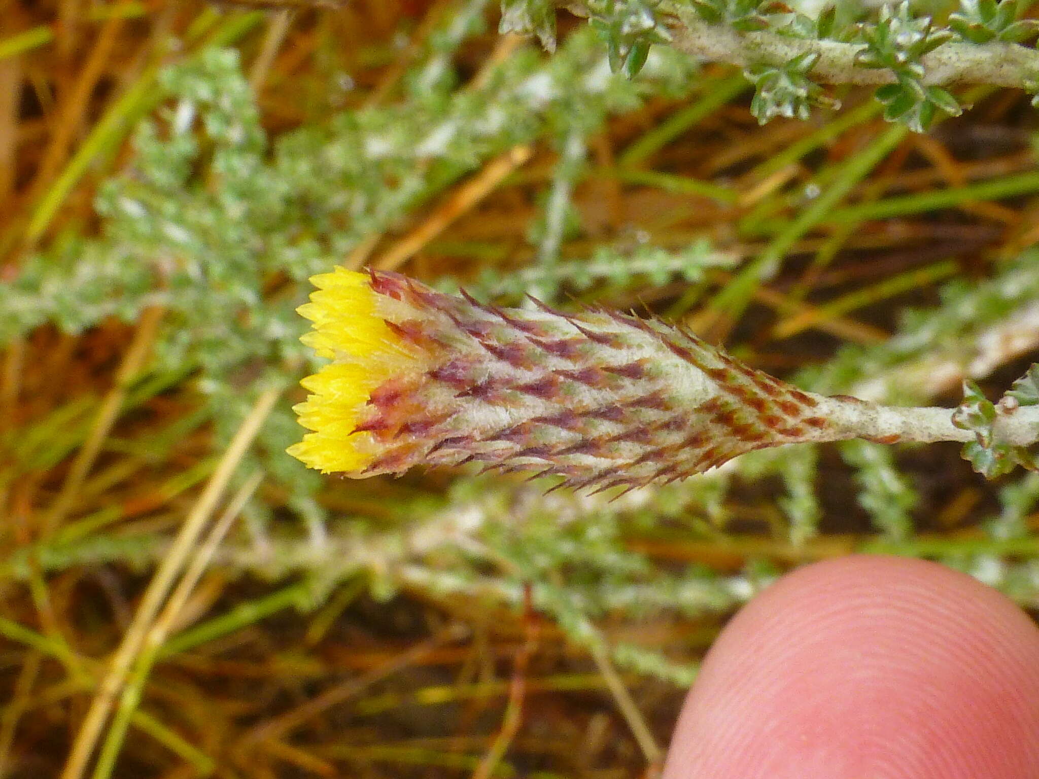 Image of Lachnospermum fasciculatum (Thunb.) Baill.