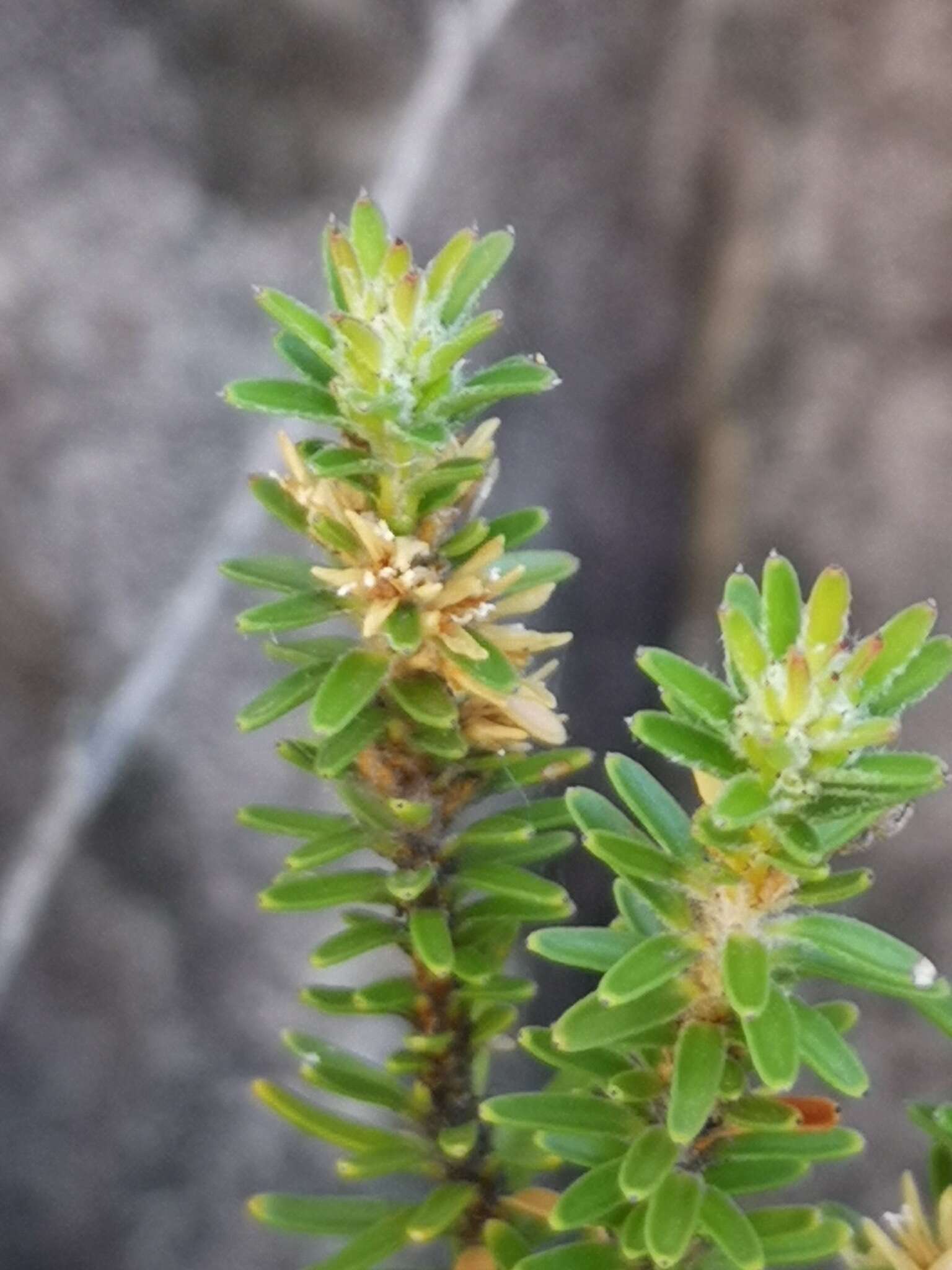 Image of Linconia cuspidata (Thunb.) Sw.