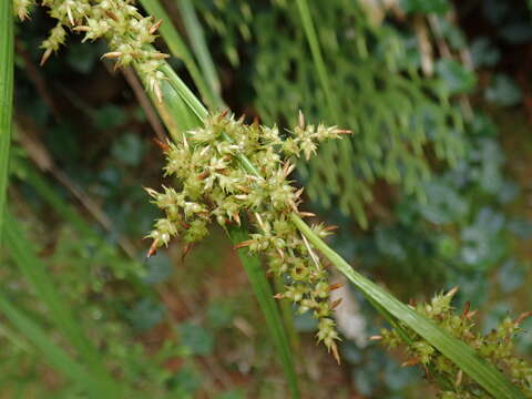 Image de Carex cruciata Wahlenb.