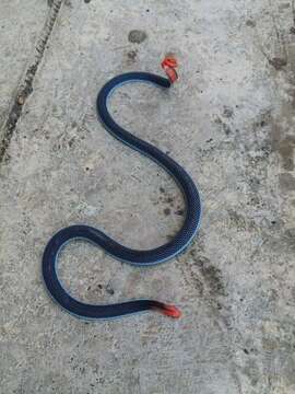 Image of Blue Coral Snake