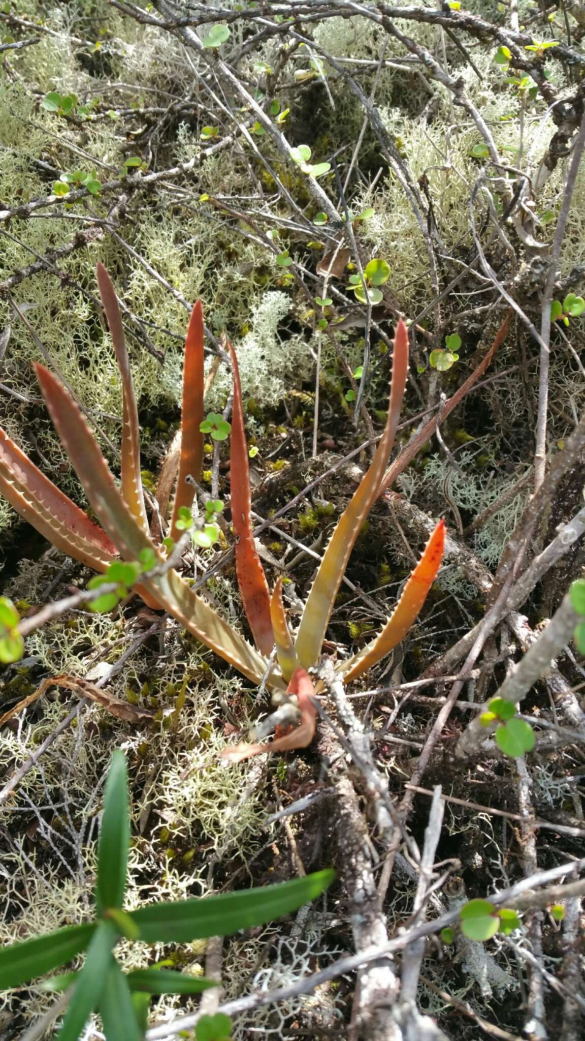 Image of Aloe leandrii Bosser