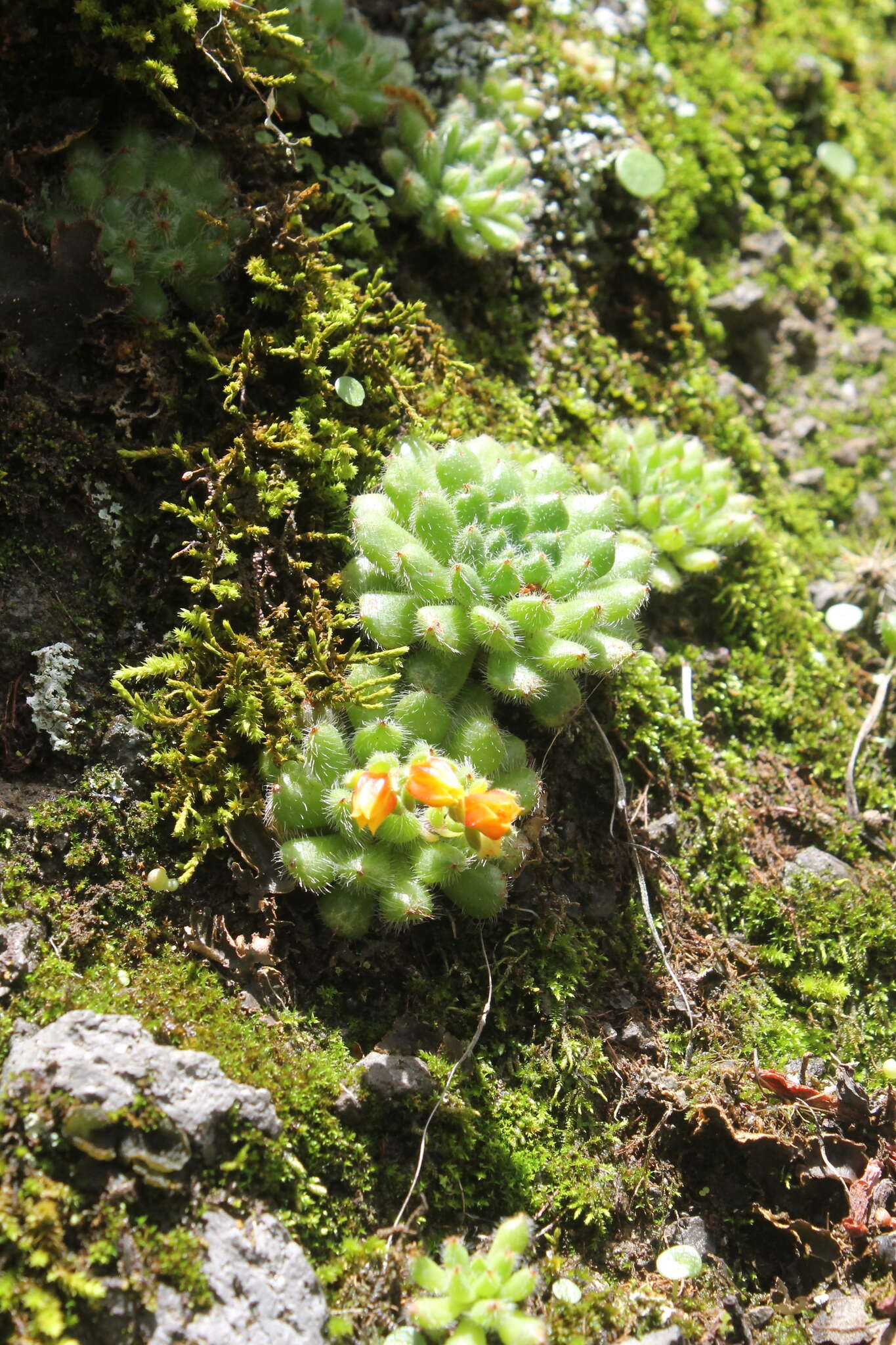 Image of Mexican Firecracker