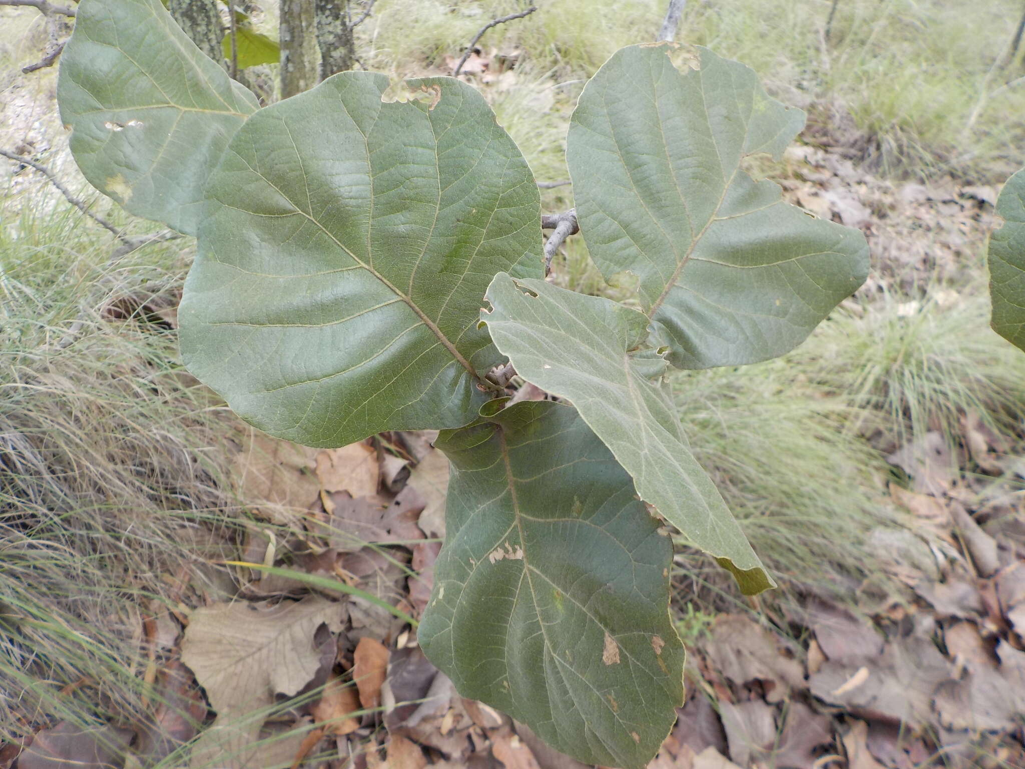 Imagem de Quercus jonesii Trel.