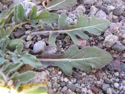 Imagem de Oenothera primiveris subsp. primiveris