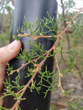 Image of Hakea lissocarpha R. Br.