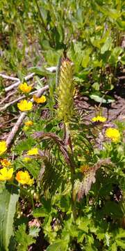 Imagem de Pedicularis bracteosa var. latifolia (Pennell) Cronq.