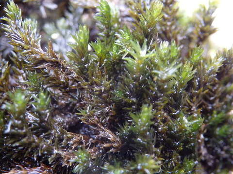 Image of racomitrium moss