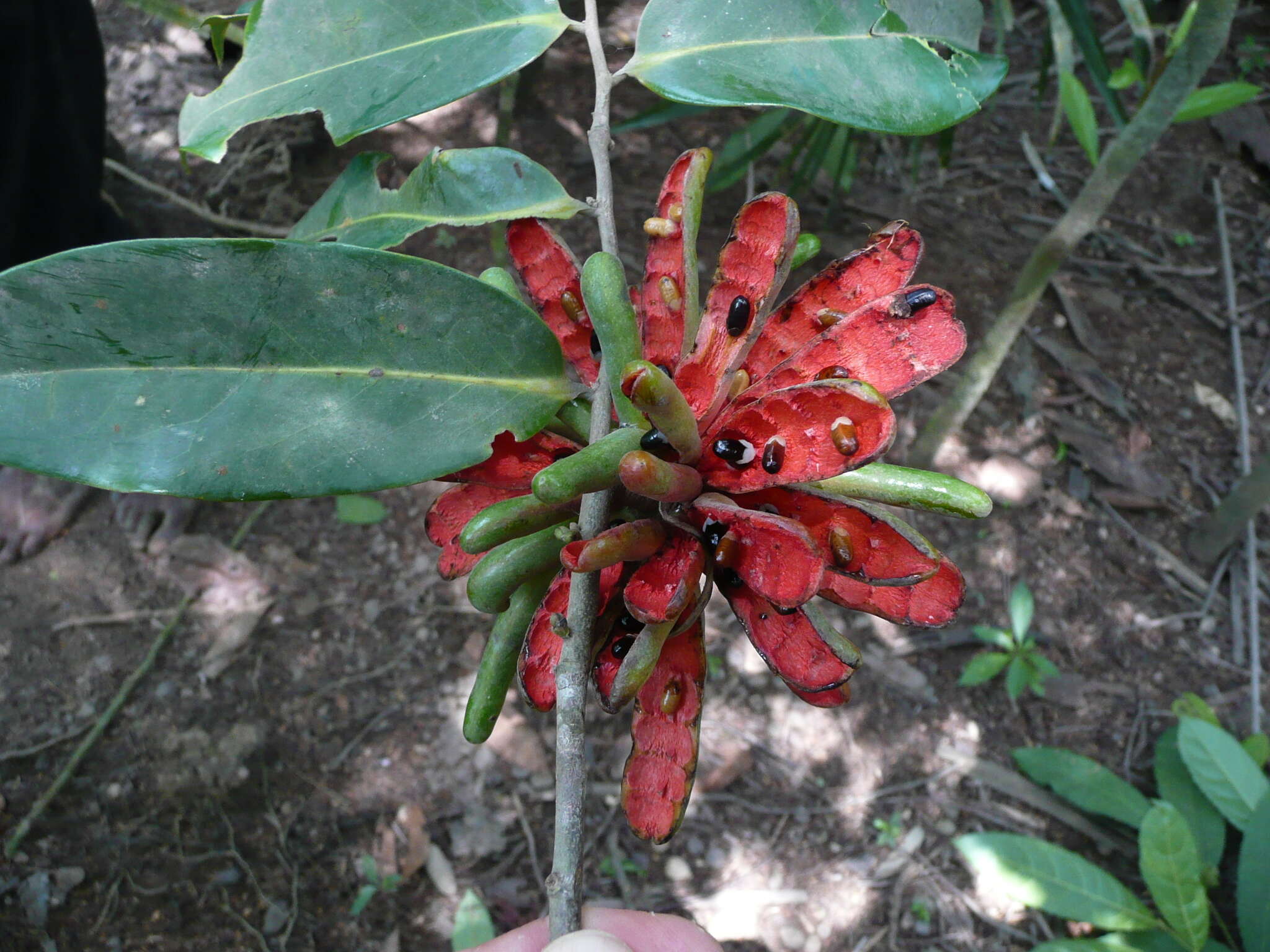 Image of Ethiopian pepper