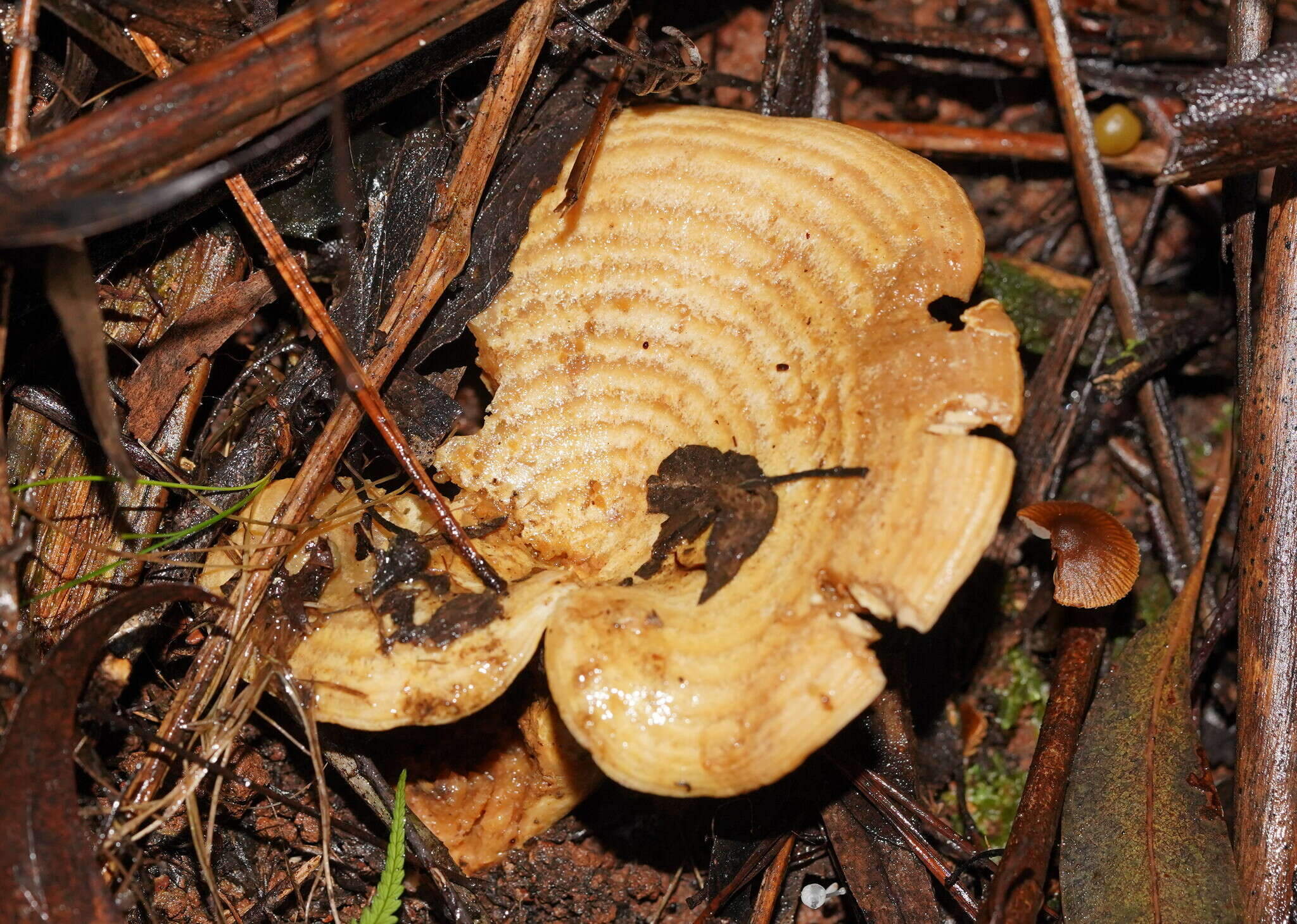 Image of Multifurca stenophylla (Berk.) T. Lebel, C. W. Dunk & T. W. May 2012