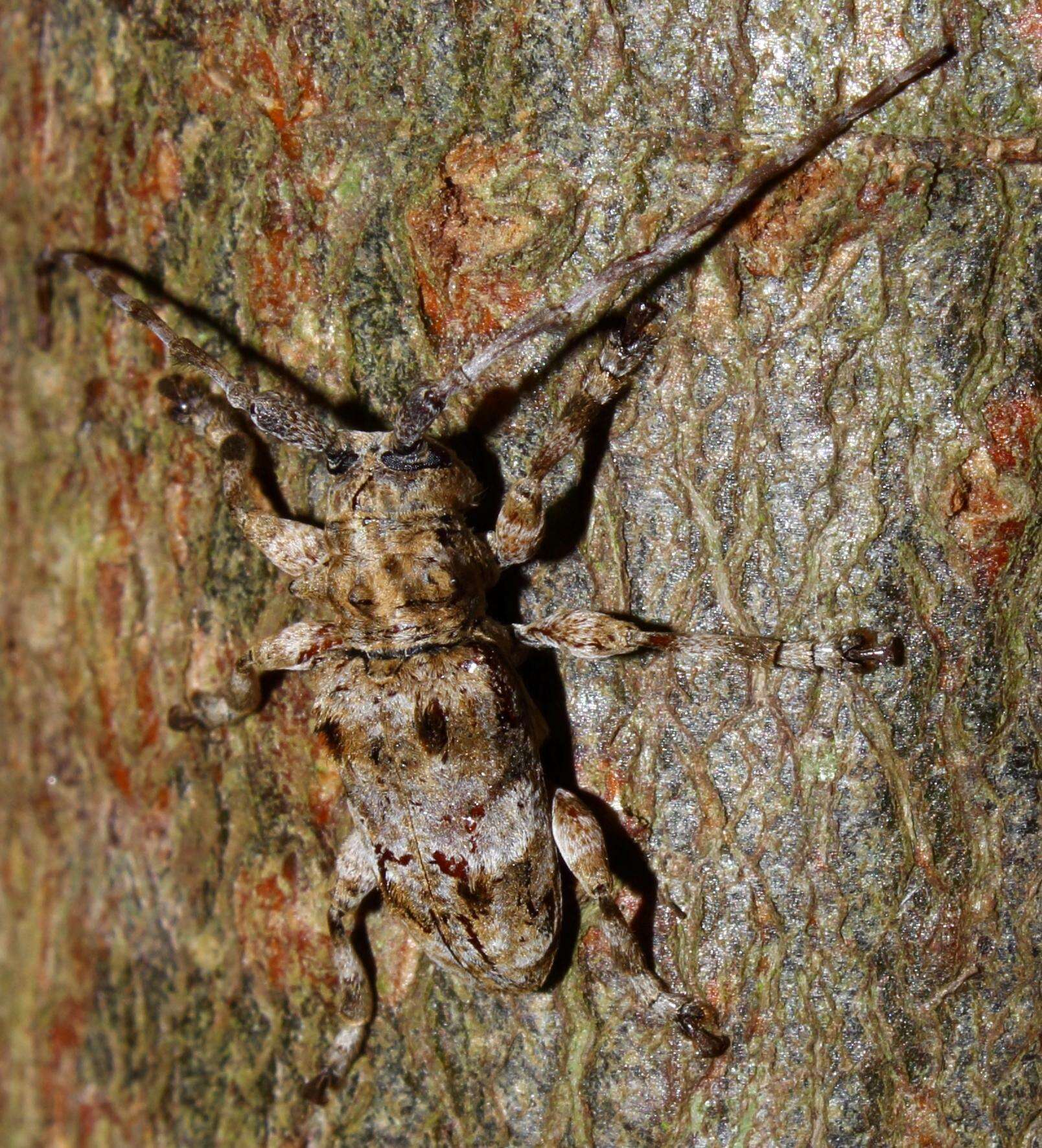 Image of Idactus tridens Pascoe 1864