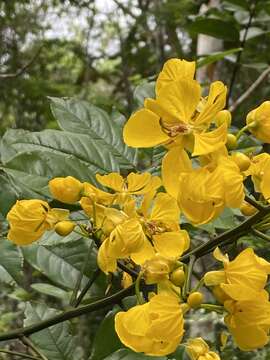 <i>Senna silvestris</i> var. <i>sapindifolia</i> (Vogel) H. S. Irwin & Barneby resmi