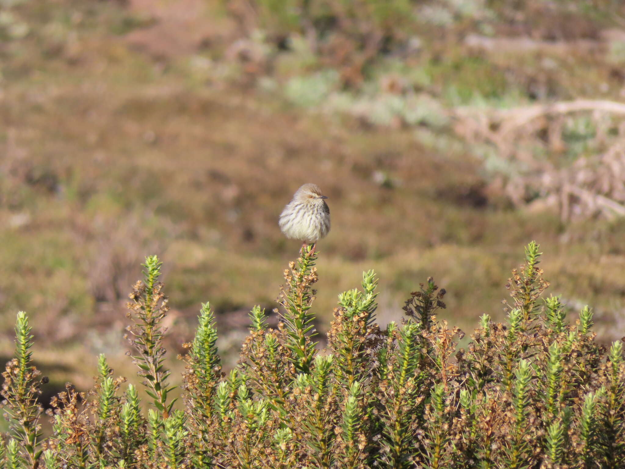 Image of Prinia maculosa exultans Clancey 1982