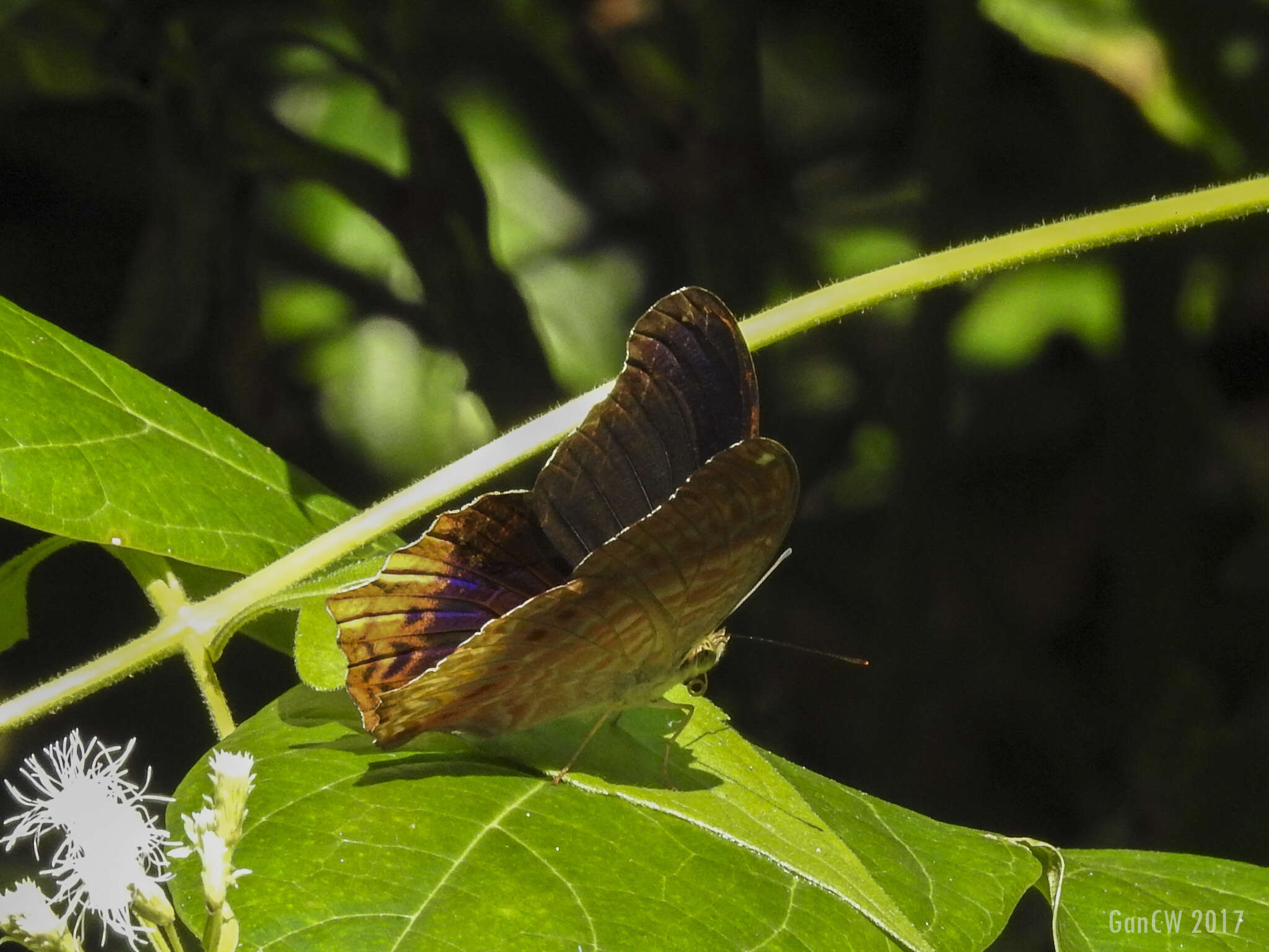 Image of Terinos clarissa malayana Fruhstorfer 1906