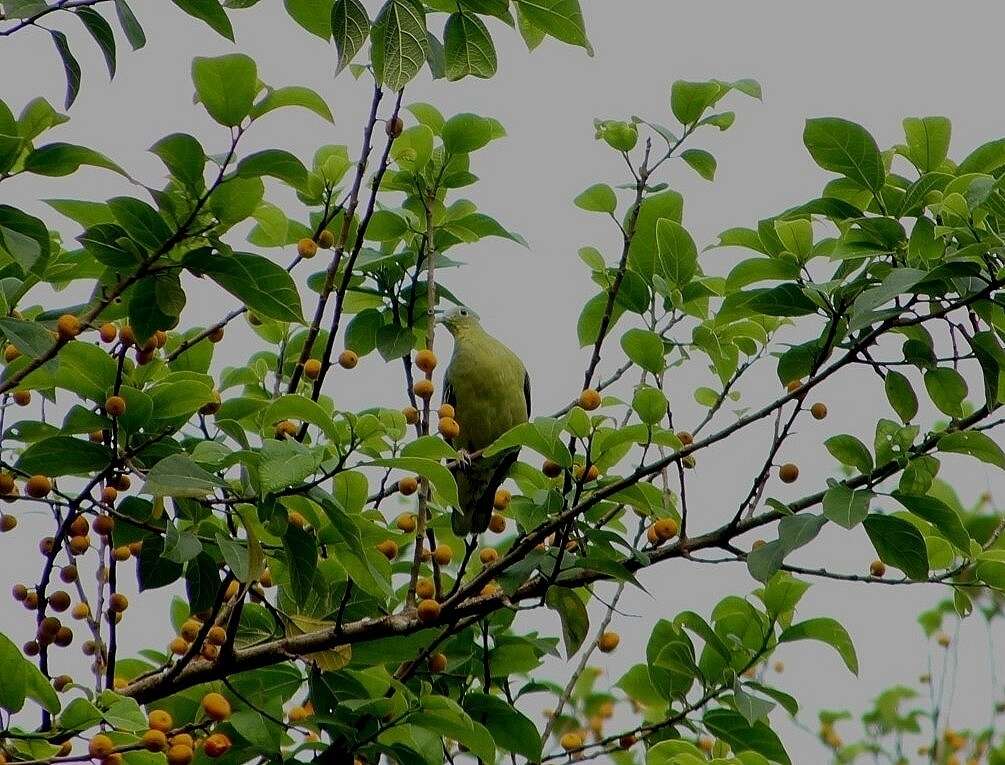 Image of Grey-fronted Green Pigeon