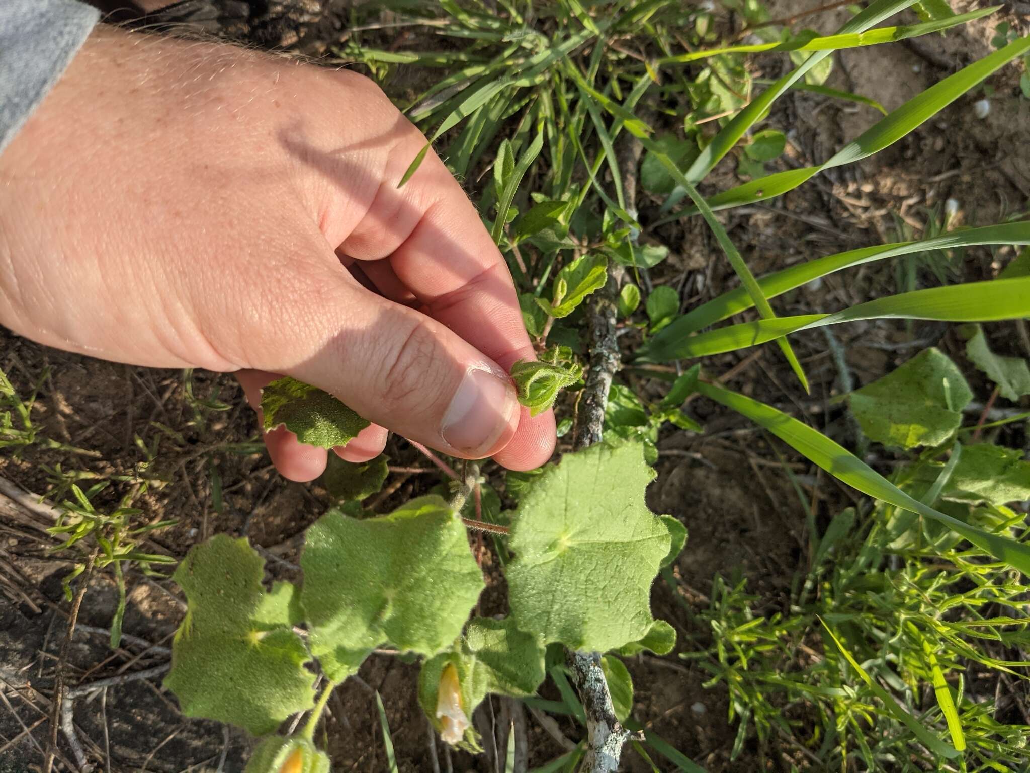 Image of Wright's Indian mallow