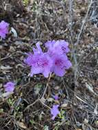 Image de Rhododendron mucronulatum Turcz.