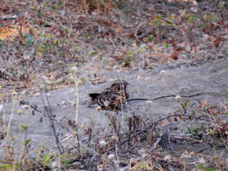 Image of Savanna Nightjar