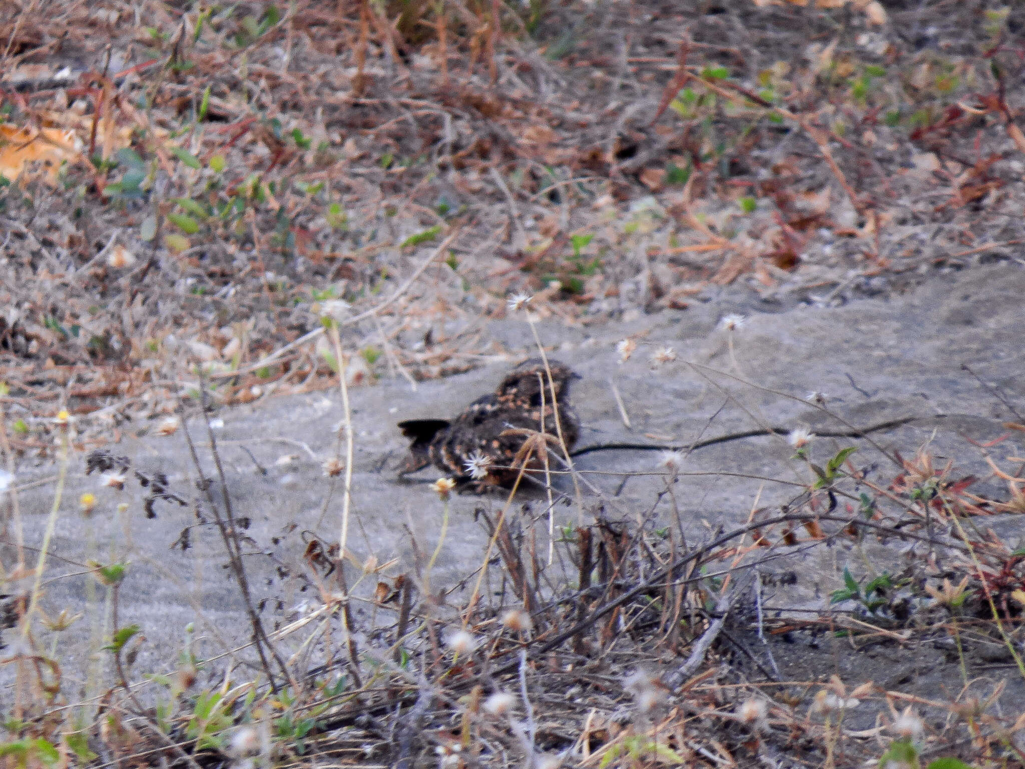 Image of Savanna Nightjar