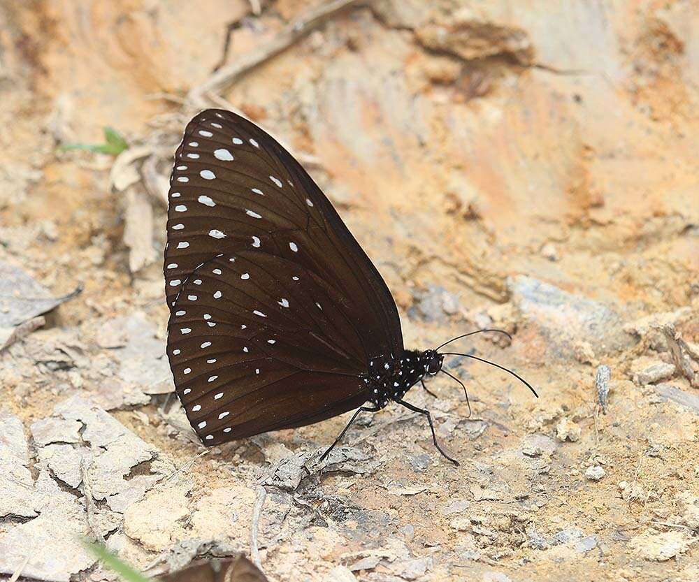 Слика од <i>Euploea camaralzeman malayica</i>