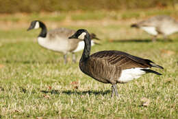 Image of Branta canadensis fulva Delacour 1951