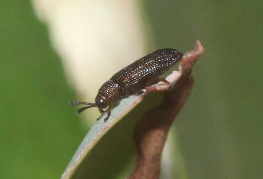 Glyphuroplata uniformis (Smith 1885)的圖片