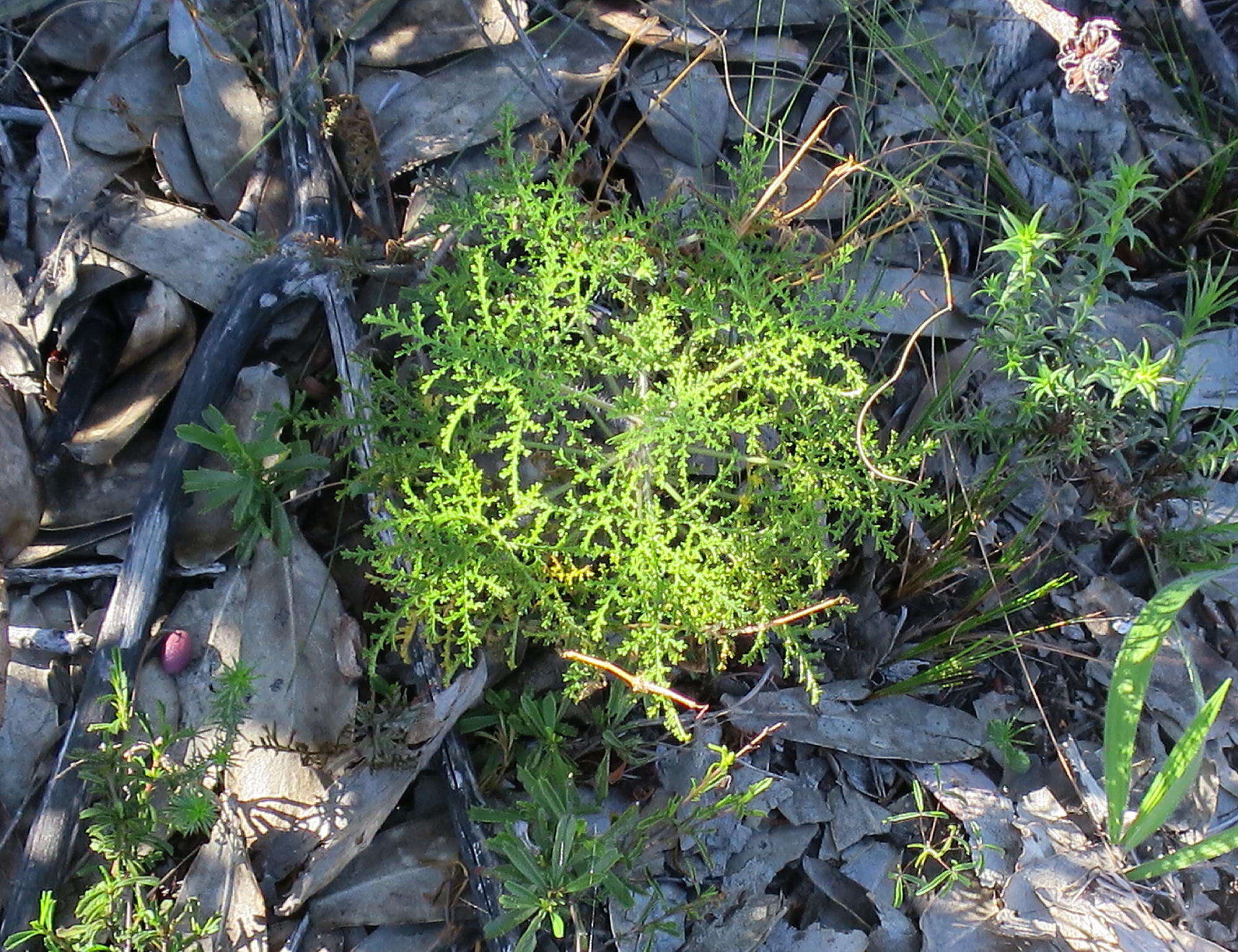 Image of Pelargonium denticulatum Jacq.