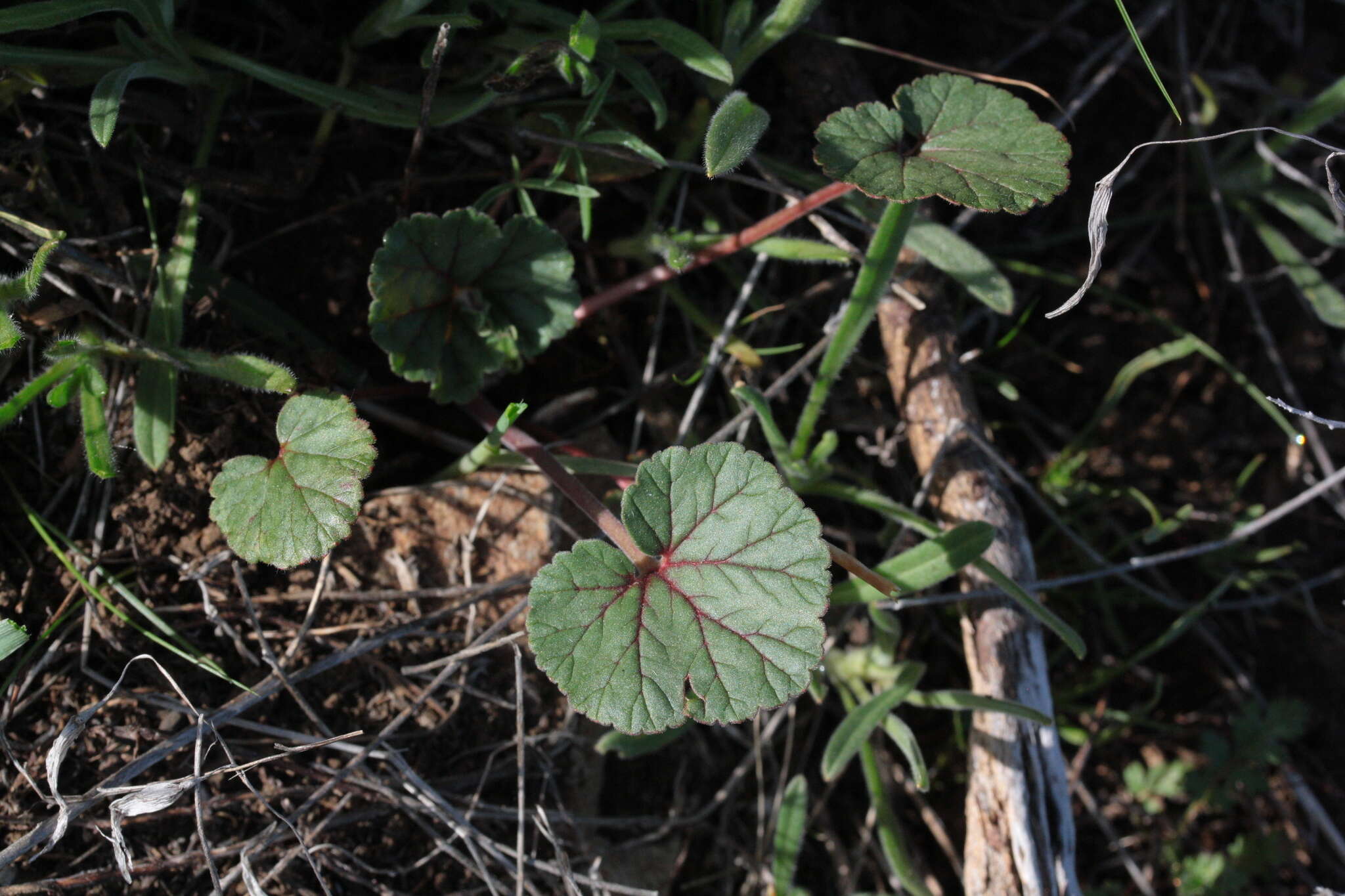 Imagem de Erodium macrophyllum Hook. & Arn.