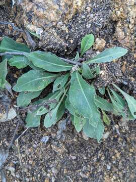 Image of Centaurea pectinata L.