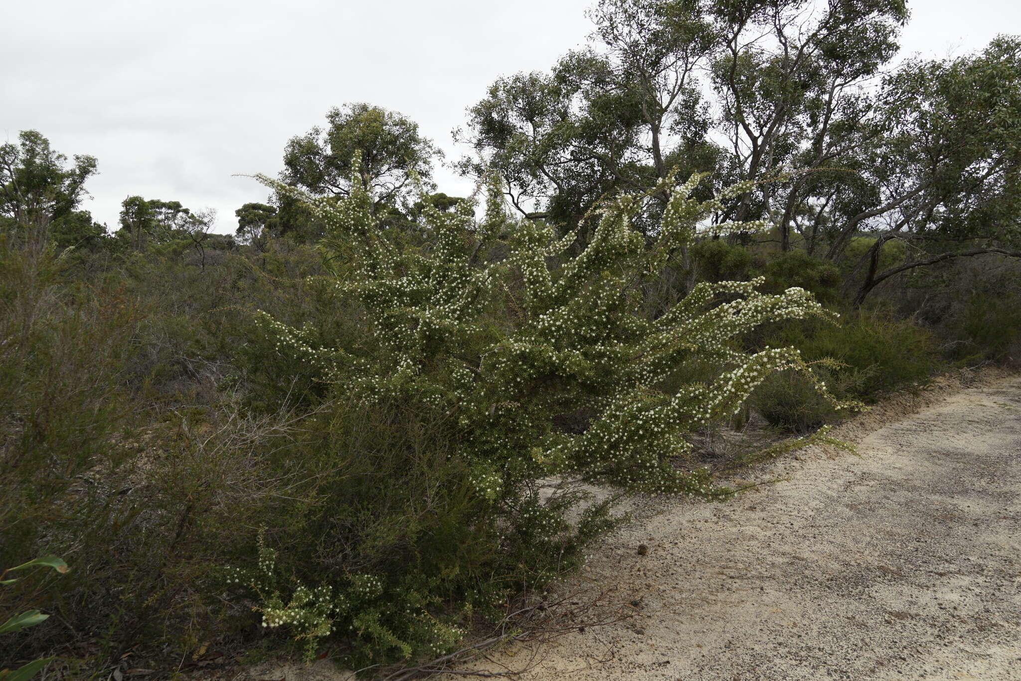 Image of Hakea varia R. Br.