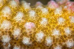 Image of Robust cactus coral