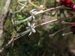 Imagem de Clerodendrum longiflorum Decne.