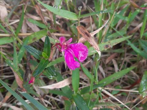 Impatiens chinensis L. resmi