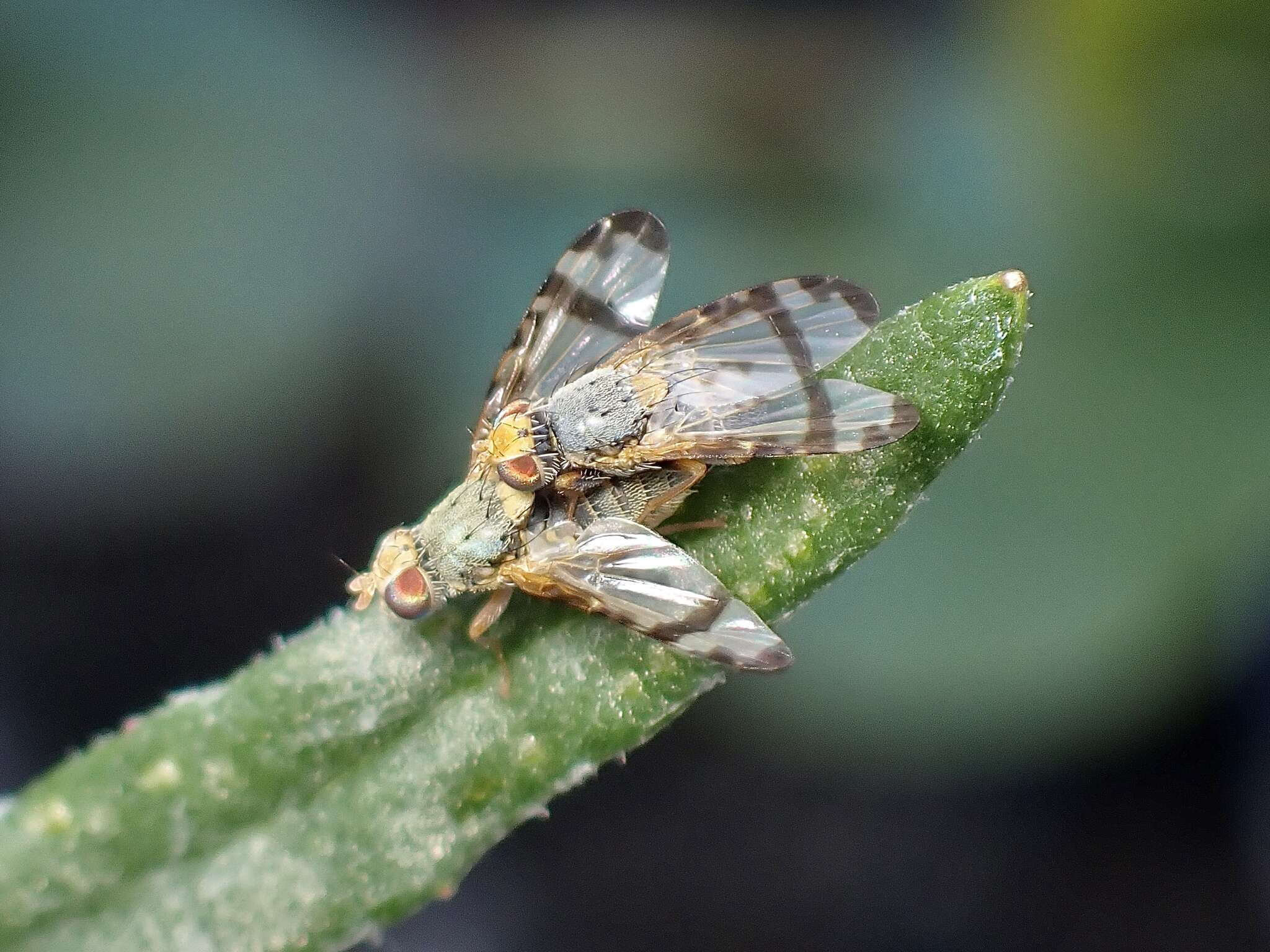 Image of Sphenella ruficeps (Macquart 1851)