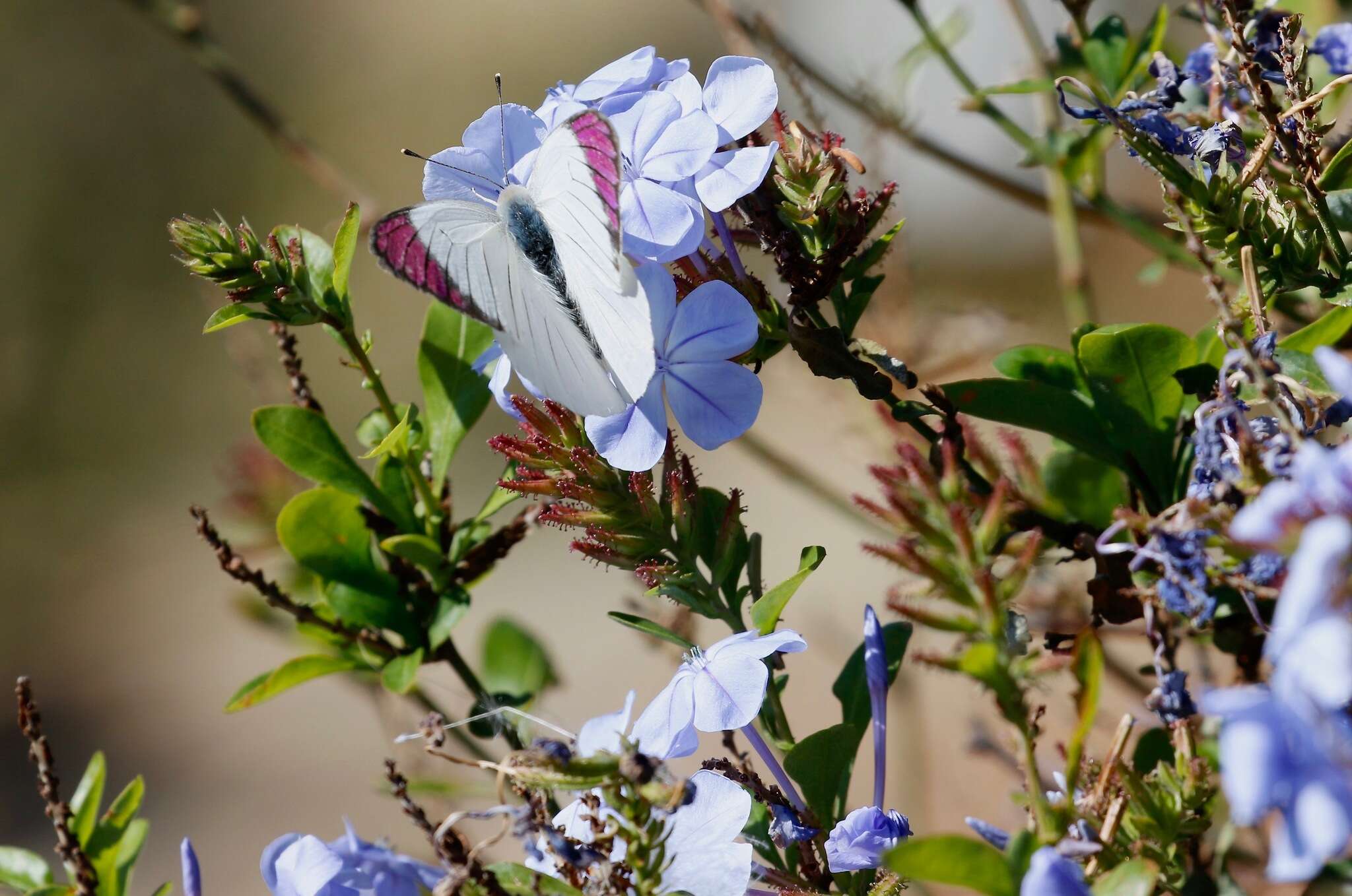 Imagem de Plumbago auriculata Lam.