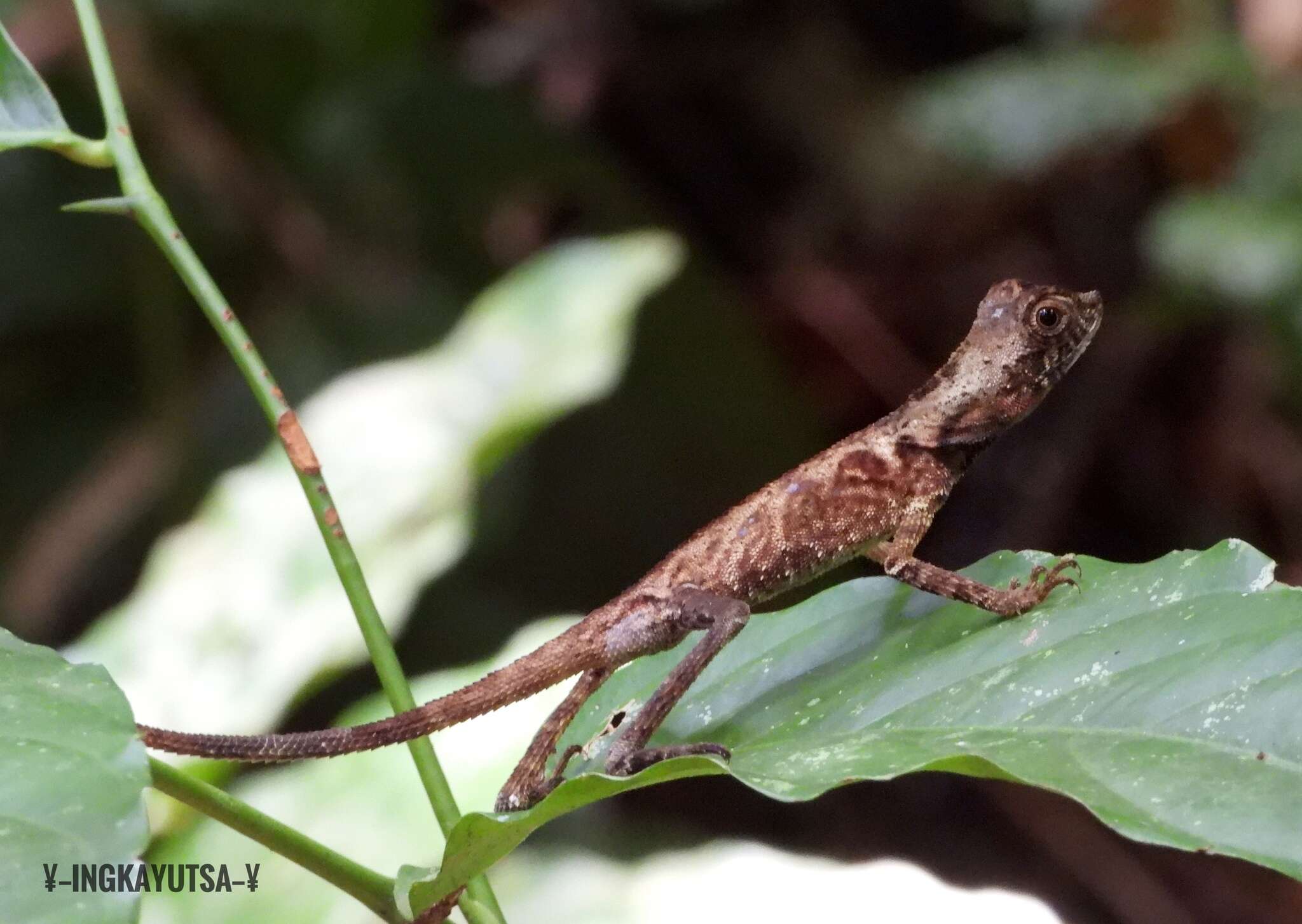 Aphaniotis fusca (Peters 1864)的圖片