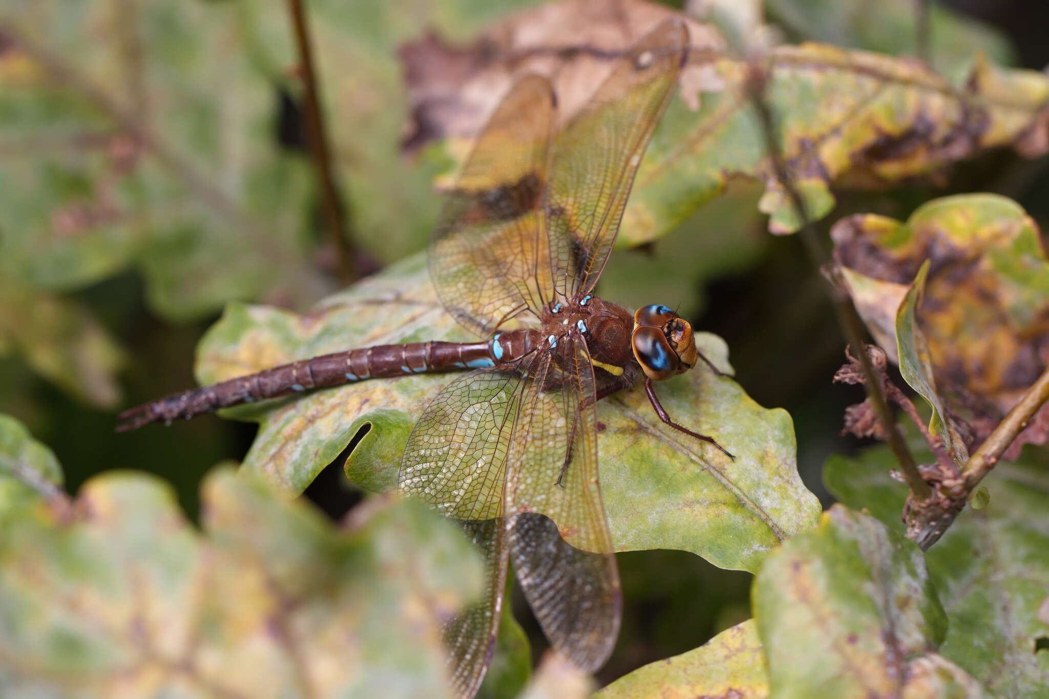 Image of Brown Hawker