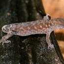 Image of Greater Scaly-eyed Gecko