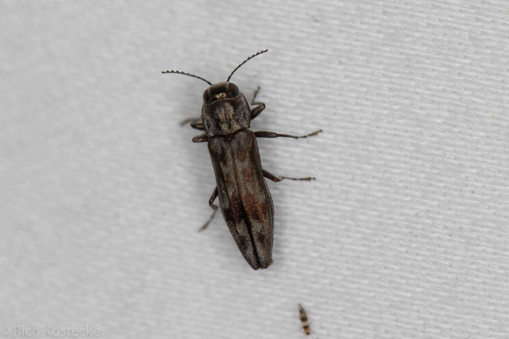 Image of Hackberry Agrilus