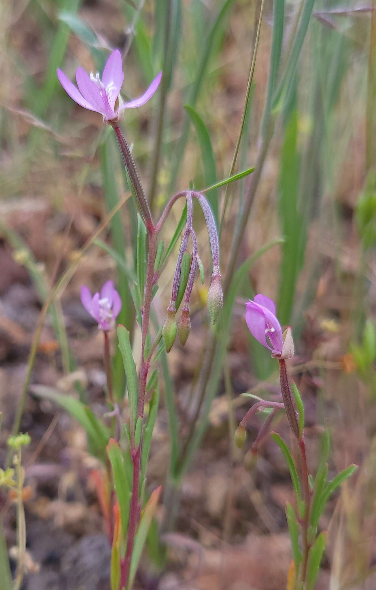 Image of Waltham Creek clarkia