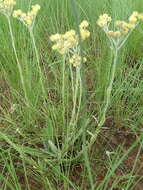 Image of Helichrysum mixtum var. mixtum