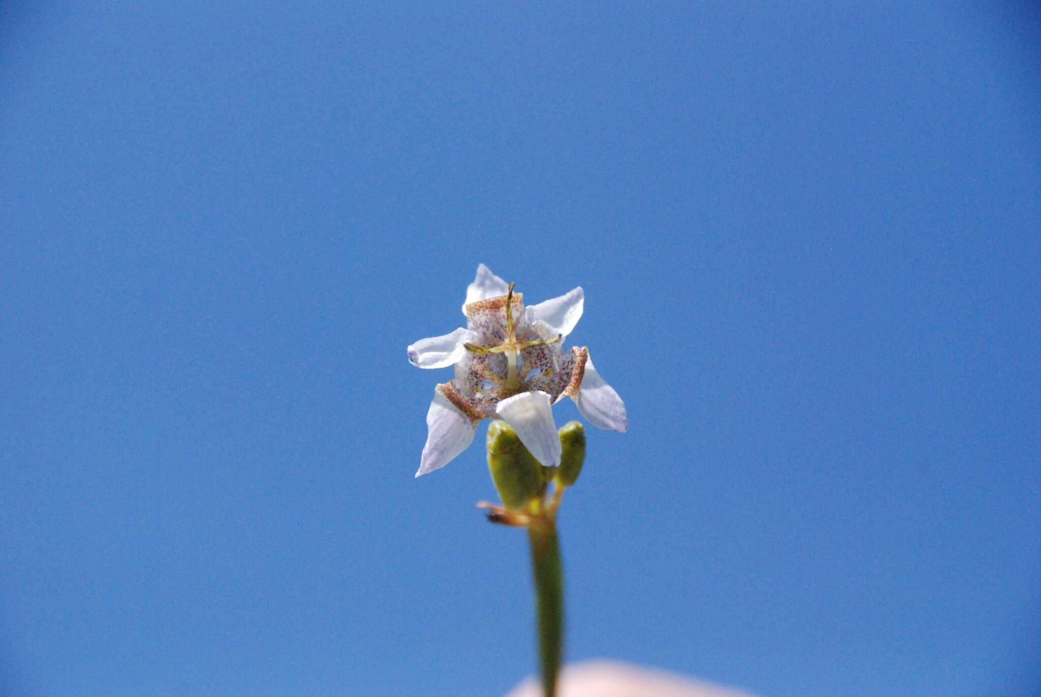 Image of Tigridia arequipensis Montesinos, A. Pauca & Revilla