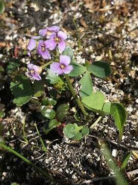 Imagem de Cardamine purpurea Cham. & Schltdl.