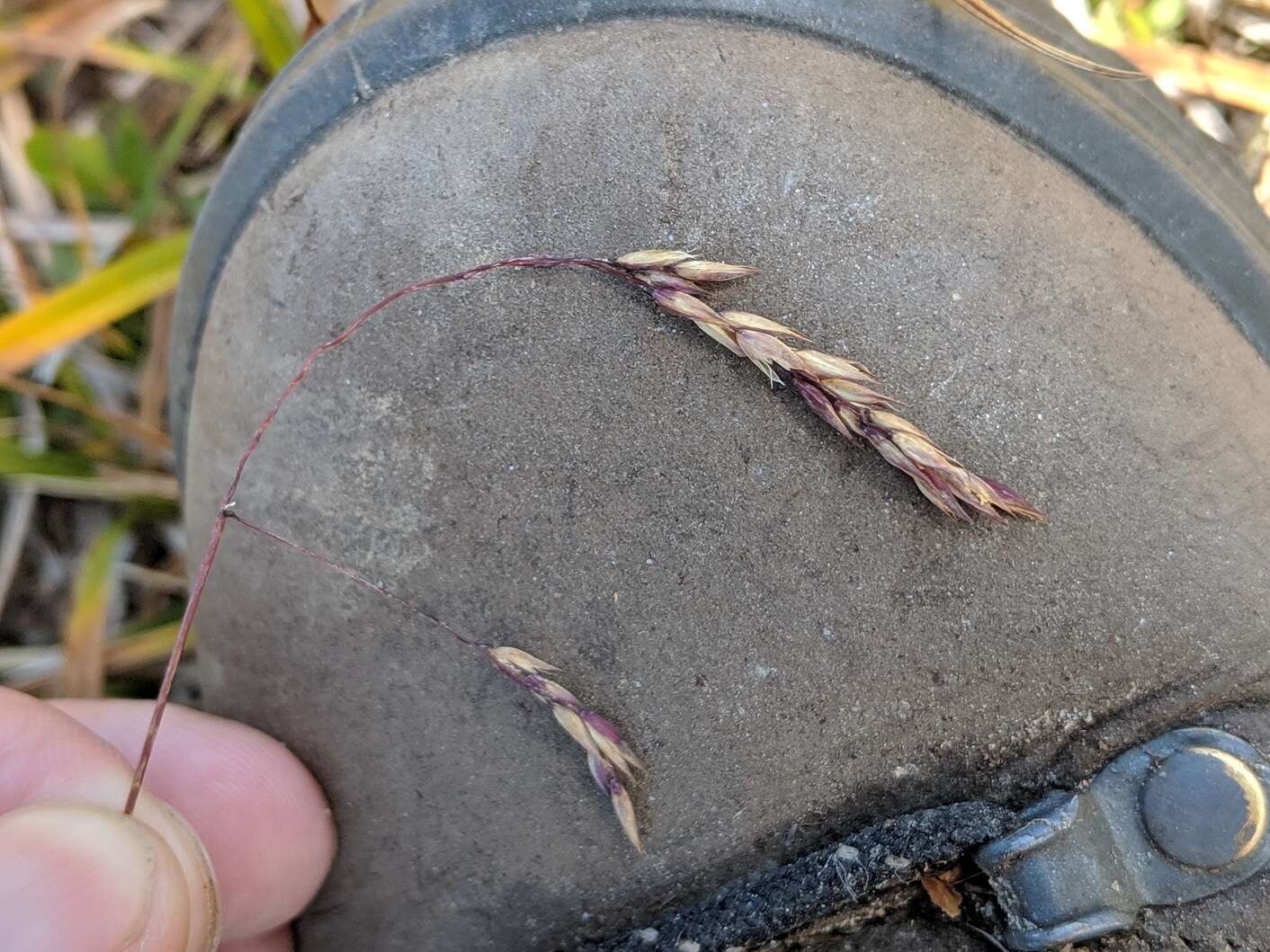 Imagem de Deschampsia atropurpurea (Wahlenb.) Scheele