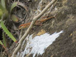 Image of Etheridge's Lava Lizard
