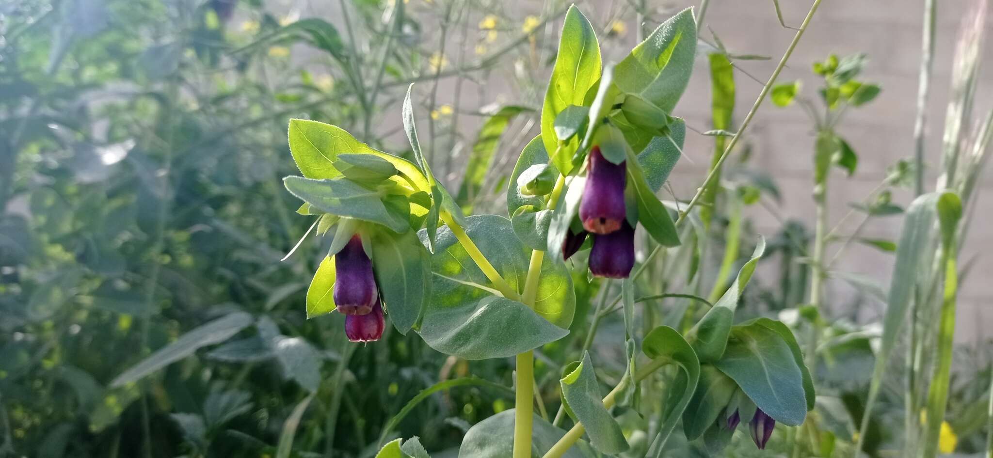 Image of Cerinthe major subsp. purpurascens (Boiss.) Selvi & L. Cecchi
