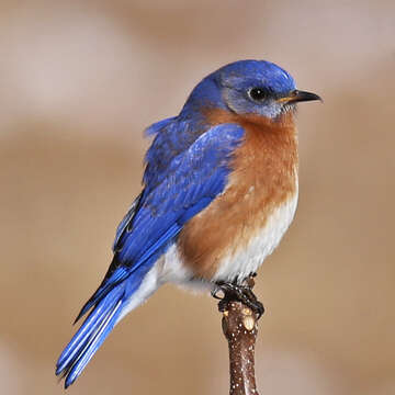 Image of Eastern Bluebird