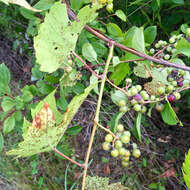 Image of River-Bank Grape