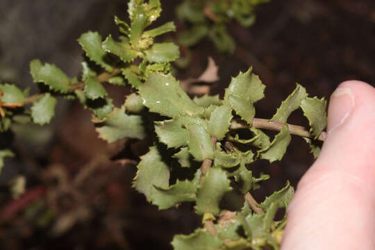 Image of Grindelia tarapacana Phil.