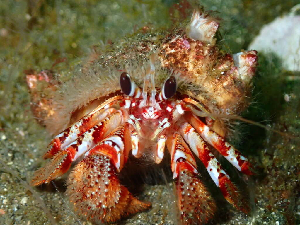 Image of armed hermit crab